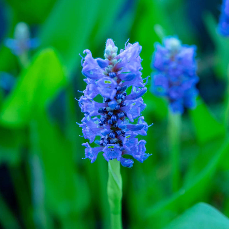 pontederia cordata pickerel weed marginal pond plants mp092