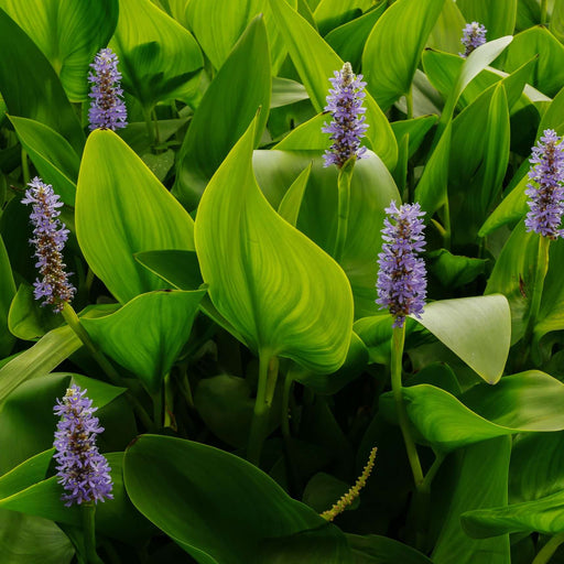 pontederia cordata pickerel weed marginal pond plants mp092