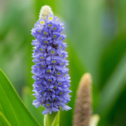 pontederia cordata pickerel weed marginal pond plants mp092
