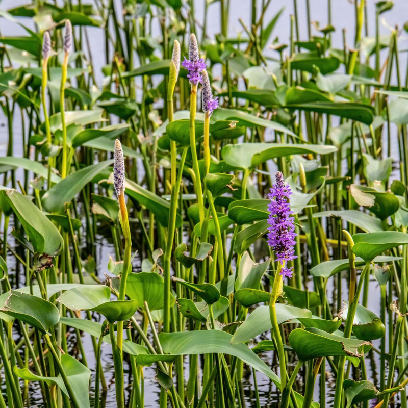 pontederia cordata pink marginal pond plants mp094