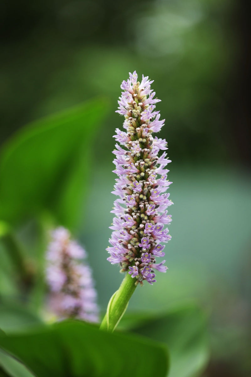 Pontederia cordata 'Pink' (Pickerel Weed)