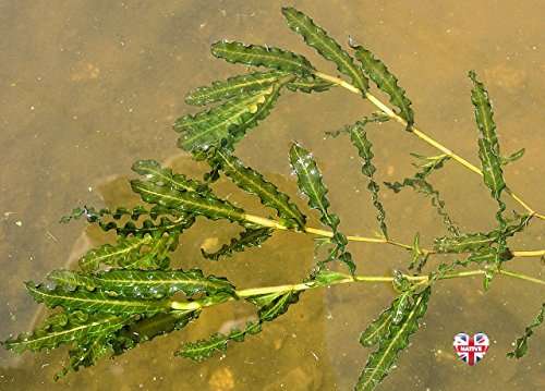 Potamogeton crispus (Curled Pondweed)