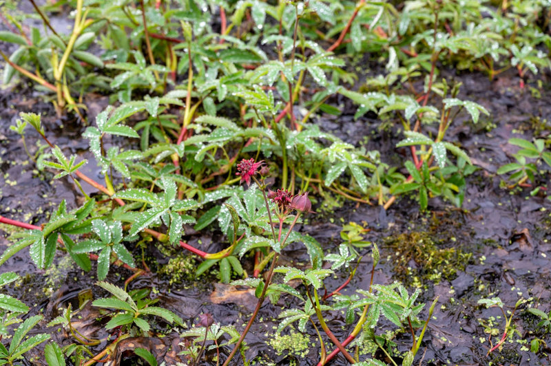 potentilla palustris marsh cinquefoil marginal pond plants mp096