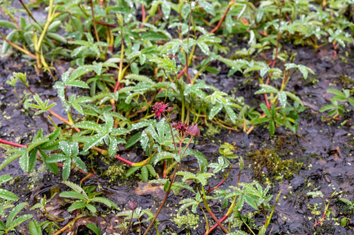 potentilla palustris marsh cinquefoil marginal pond plants mp096