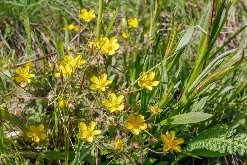 Potentilla hippiana (Colorado Silvery Cinquefoil)