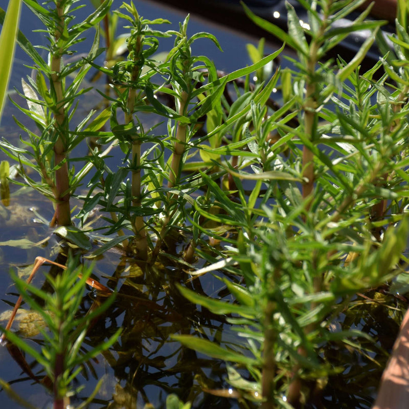 preslia cervina mentha cervina marginal pond plants mp097
