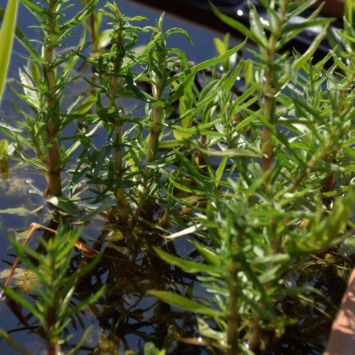 preslia cervina mentha cervina marginal pond plants mp097
