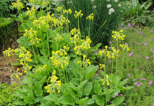 primula florindae giant cowslip marginal pond plants bp097