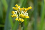 primula florindae giant cowslip marginal pond plants bp097