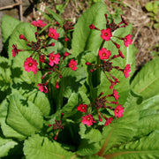 primula japonica marginal pond plants bp098