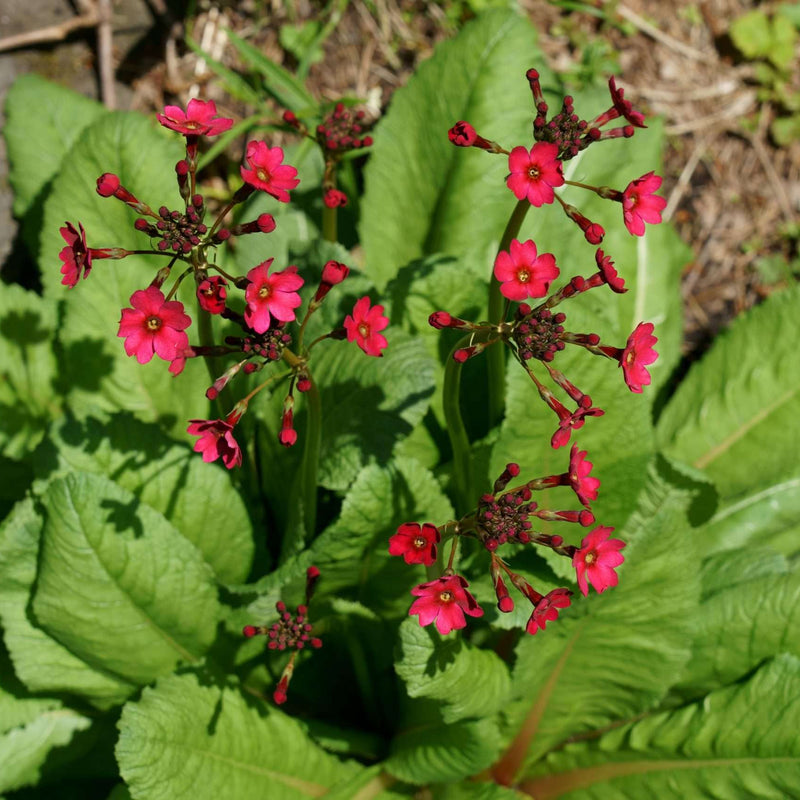 primula japonica marginal pond plants bp098