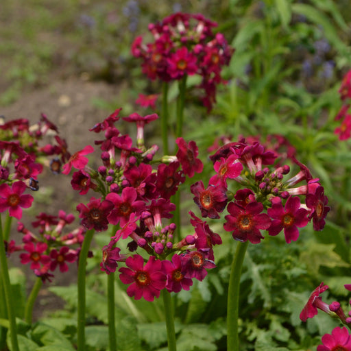 primula japonica millers crimson marginal pond plants bp098a