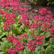 primula japonica millers crimson marginal pond plants bp098a
