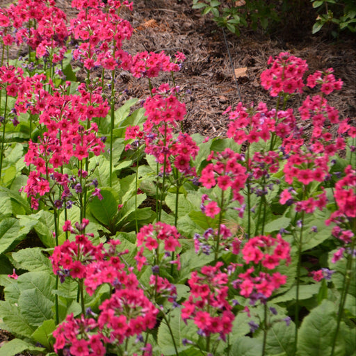 primula japonica millers crimson marginal pond plants bp098a