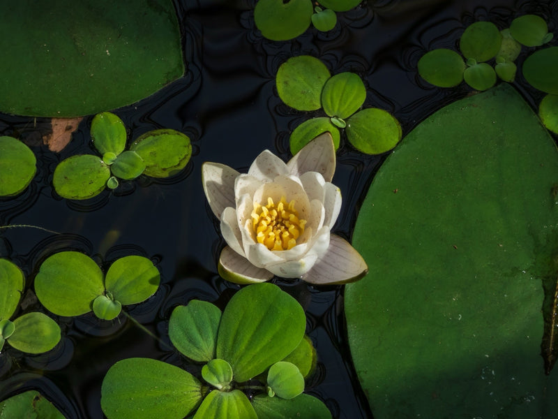 Nymphaea 'Pygmaea Alba'