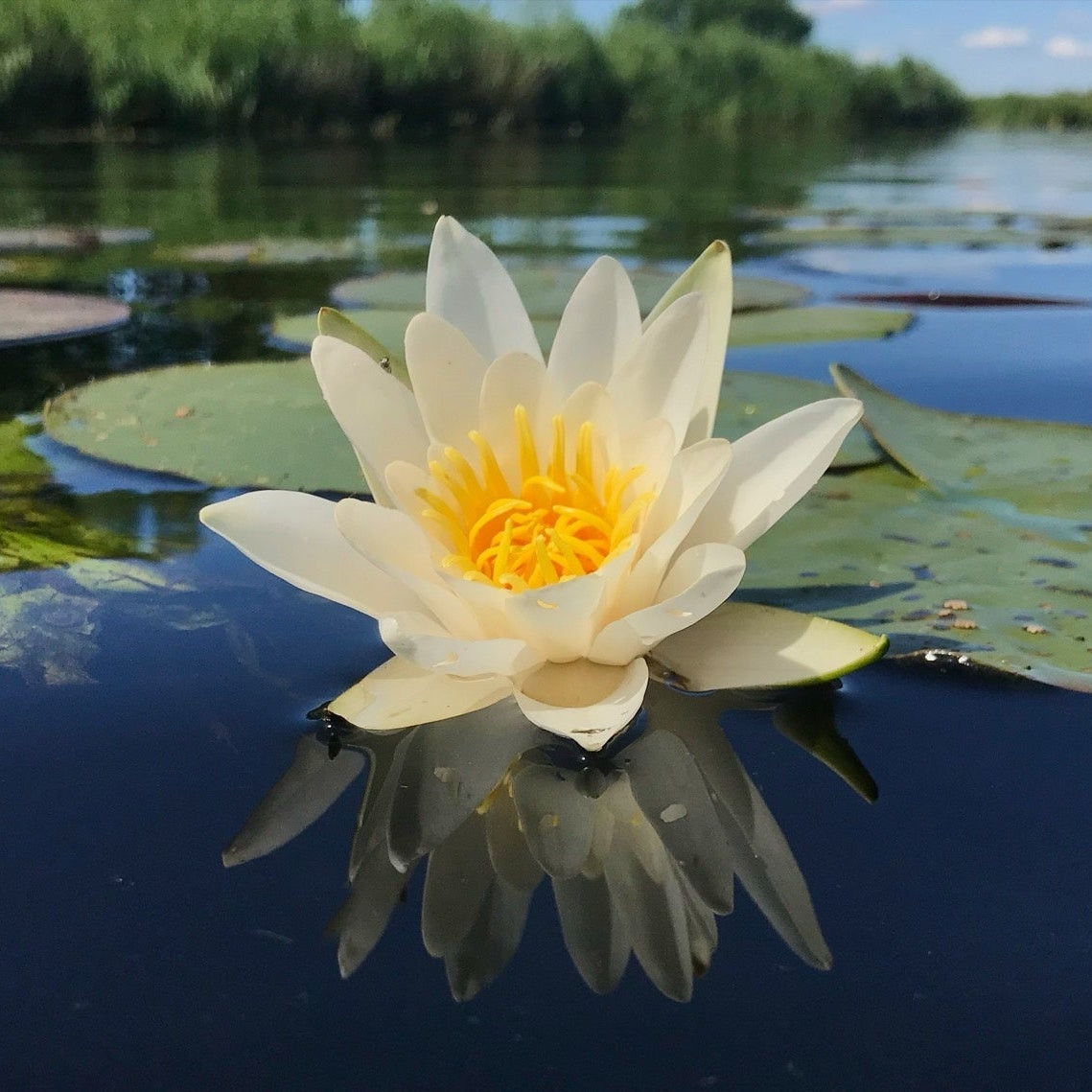 Dwarf Water Lilies