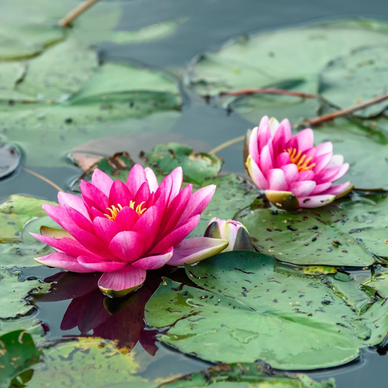 Dwarf Water Lilies