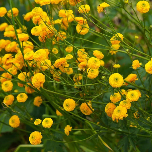 ranunculus acris batchelor buttons marginal pond plants mp098