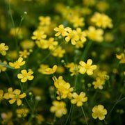 ranunculus flammula lesser spearwort marginal pond plants mp099