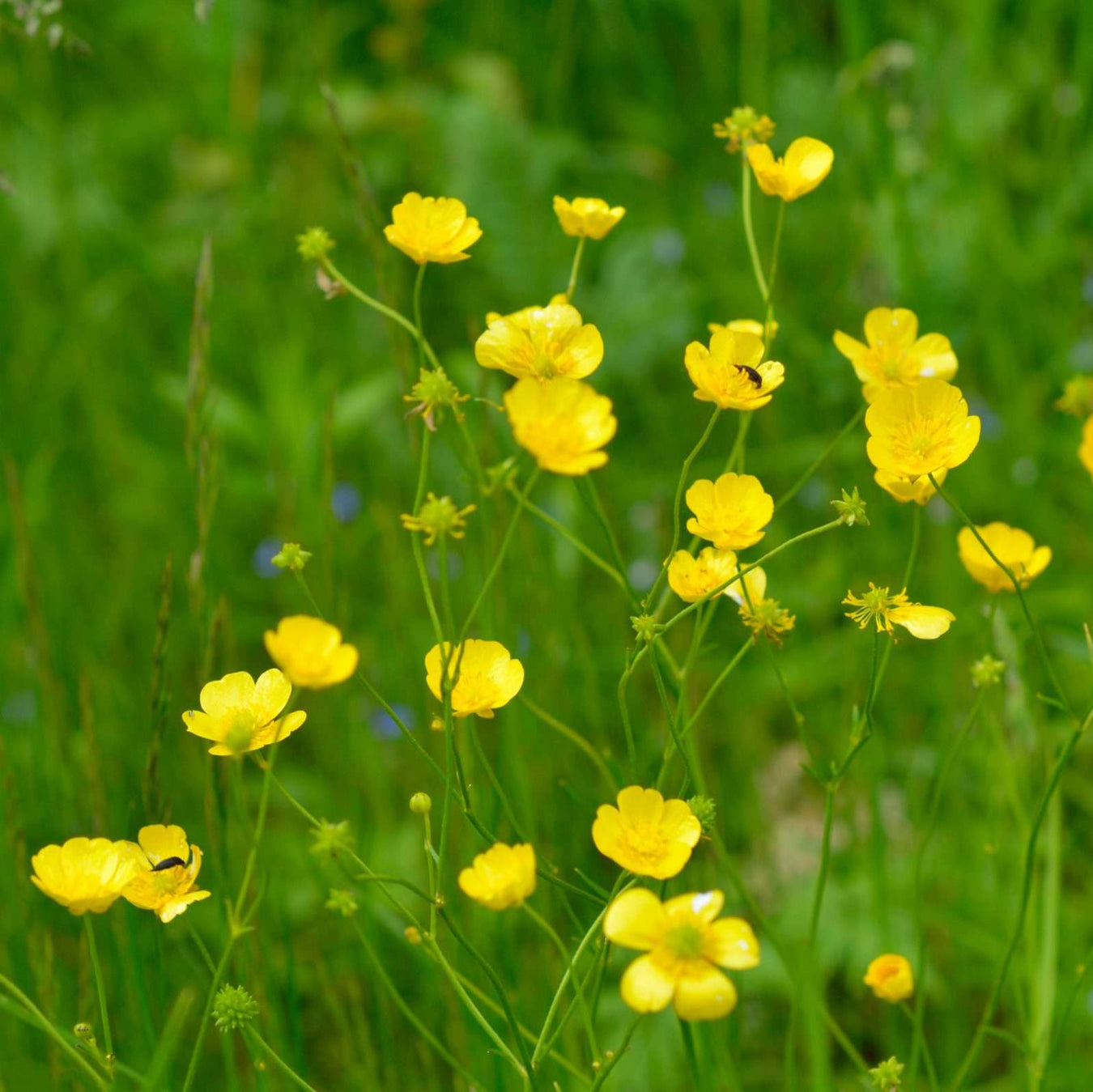 ranunculus flammula lesser spearwort marginal pond plants mp099