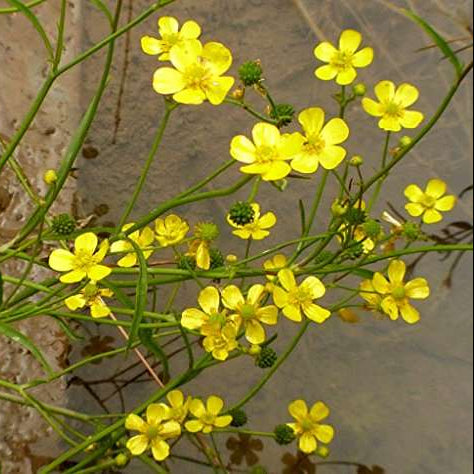 ranunculus flammula lesser spearwort marginal pond plants mp099