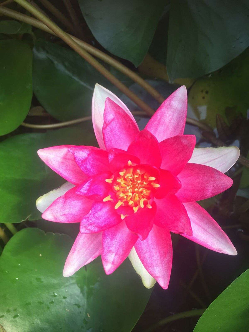 Nymphaea 'Rembrandt'
