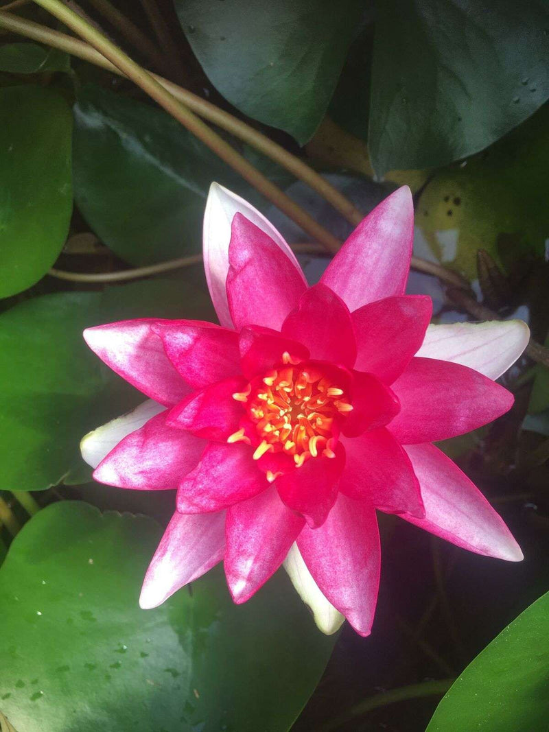 Nymphaea 'Rembrandt'