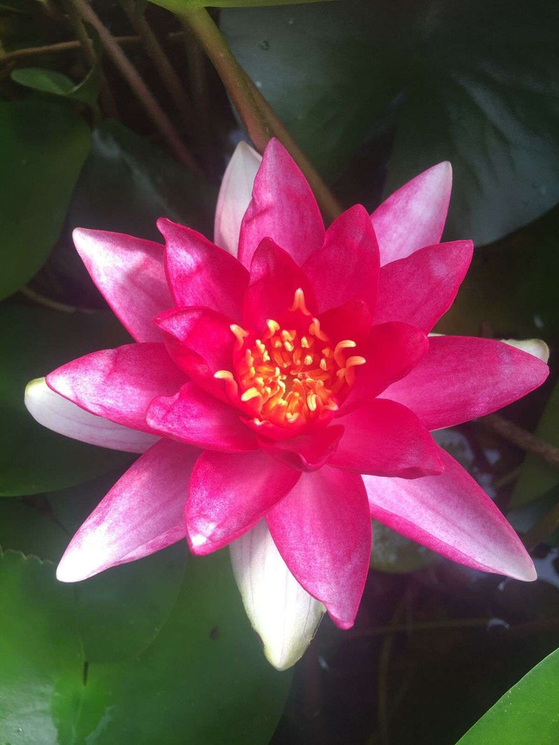 Nymphaea 'Rembrandt'