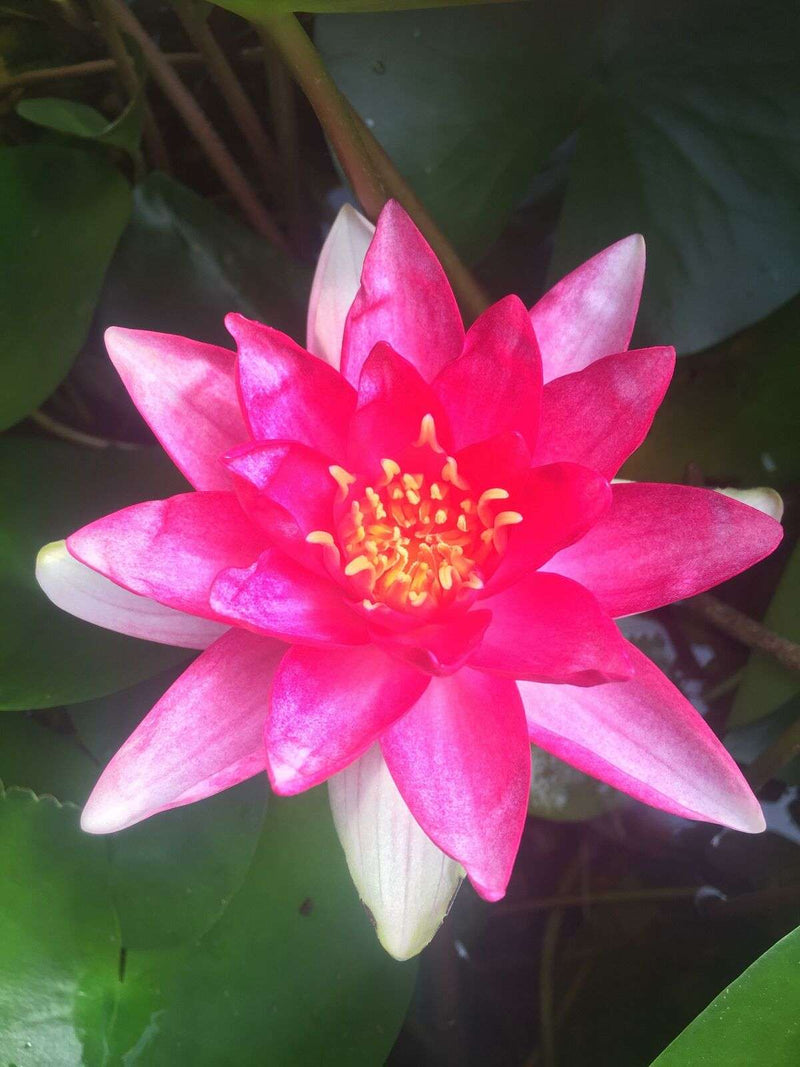 Nymphaea 'Rembrandt'