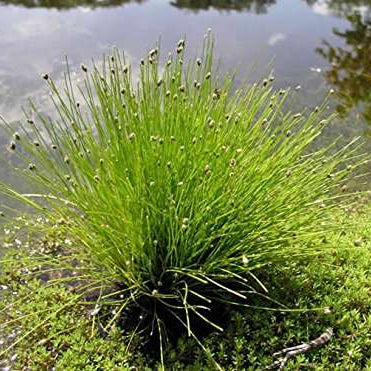 scirpus cernuus fibre optic plant marginal pond plants pond plants water plants ox025