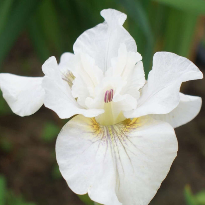 Iris sibirica - White