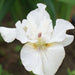 Iris sibirica - White