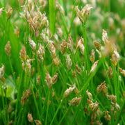 eleocharis acicularis dwarf hairgrass marginal pond plants pond plants water plants ox005