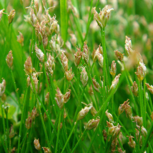 eleocharis acicularis dwarf hairgrass marginal pond plants pond plants water plants ox005