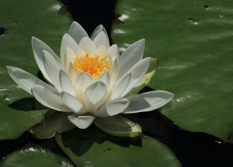 Nymphaea 'Virgania'