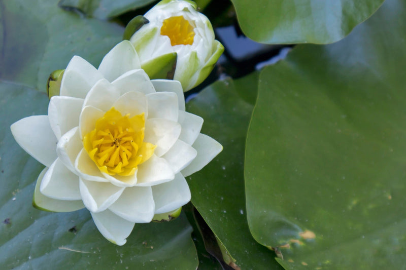Nymphaea 'Virganilis'