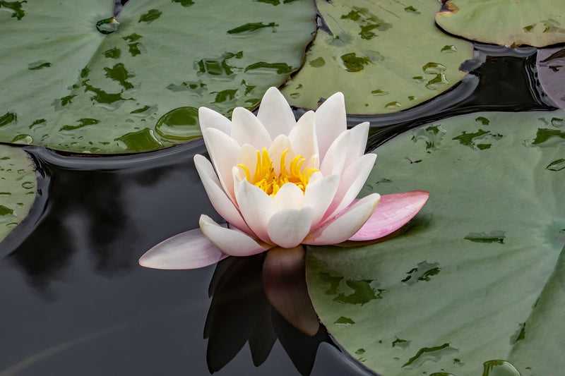 Nymphaea 'WB Shaw'