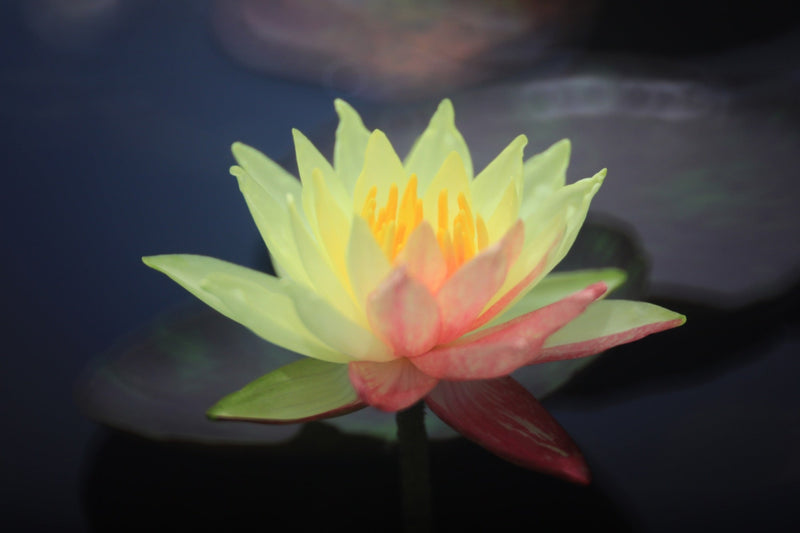 Nymphaea 'Wanvisa'