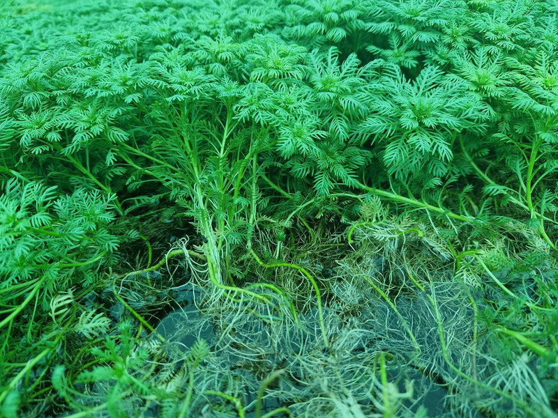 Hottonia palustris (Water Violet)