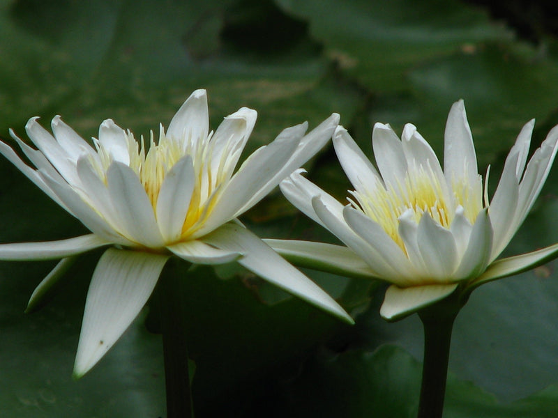 Nymphaea 'White Gladstoniana'
