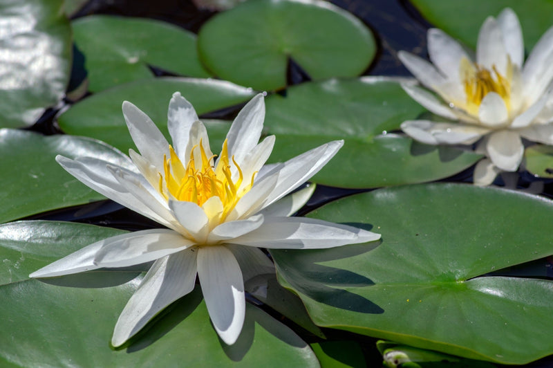 Nymphaea 'White Hermine'
