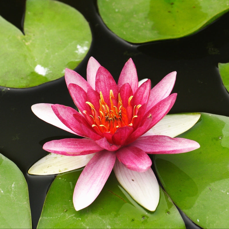 Nymphaea 'Xue Fei'