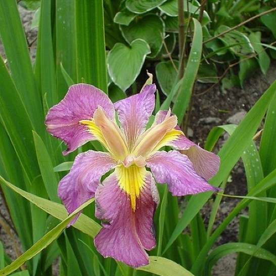 Iris louisiana 'Andy Dandy'
