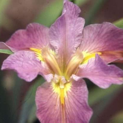 Iris louisiana 'Andy Dandy'