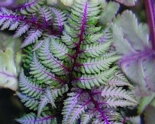 athyrium niponicum pewter lace marginal pond plants bp017