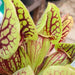 Sarracenia purpurea subsp. venosa var. montana (Tom's Swamp, Rabun County, Georgia)