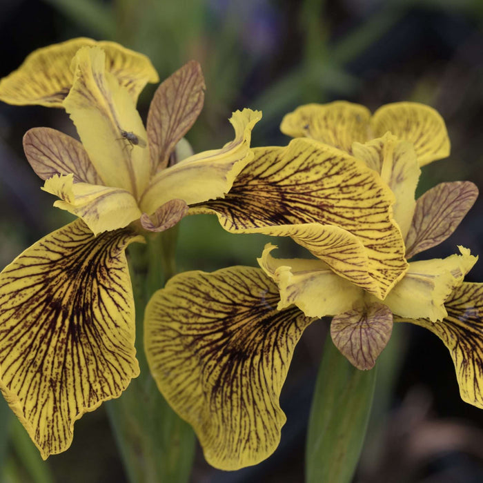 Iris pseudacorus 'Berlin Tiger'