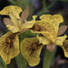 Iris pseudacorus 'Berlin Tiger'
