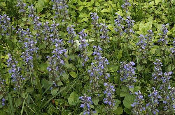 ajuga reptans common marginal pond plants bp002a