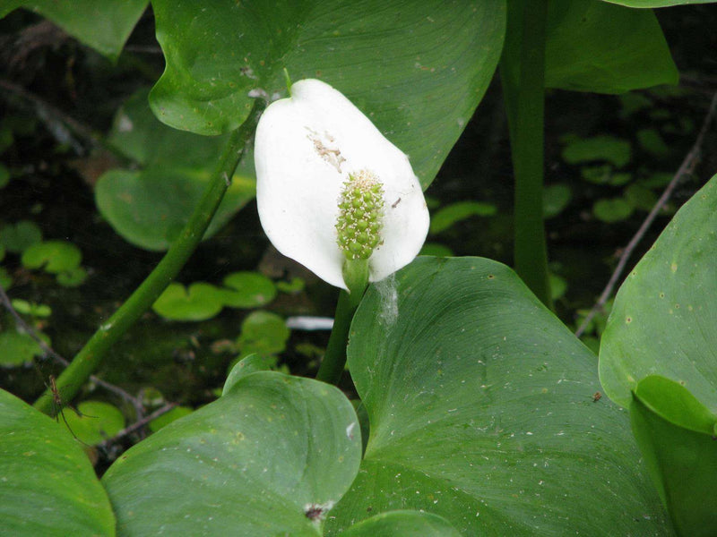calla palustris bog or water arum marginal pond plants mp013